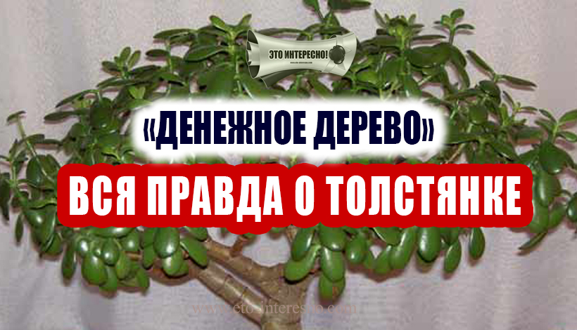 ОЧЕНЬ МНОГИЕ ВЫРАЩИВАЮТ У СЕБЯ «ДЕНЕЖНОЕ ДЕРЕВО». ТАК ВОТ, ЗНАЙТЕ, ЧТО ВЫ ПОЛИВАЕТЕ И ВЫРАЩИВАЕТЕ…