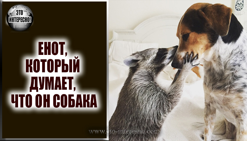 ЕНОТ, КОТОРЫЙ ДУМАЕТ , ЧТО ОН СОБАКА. ВЫ ТОЛЬКО ПОСМОТРИТЕ НА НЕГО!