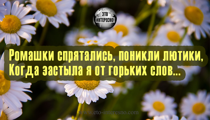 ВИДЕО. РОМАШКИ - СПРЯТАЛИСЬ. ВСЕМ ЛЮБИТЕЛЯМ РОМАШЕК ПОСВЯЩАЕТСЯ