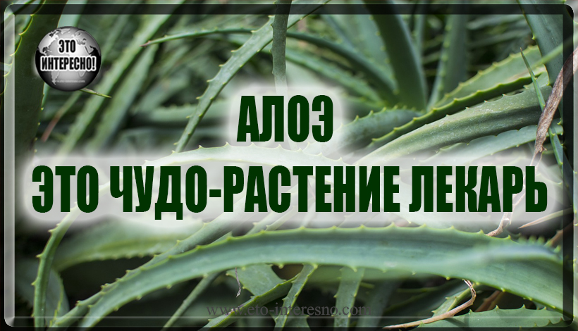 АЛОЭ ЭТО ЧУДО-РАСТЕНИЕ ЛЕКАРЬ. РЕЦЕПТ ЭКСТРАКТА АЛОЭ ПО МЕТОДУ АКАДЕМИКА ФИЛАТОВА