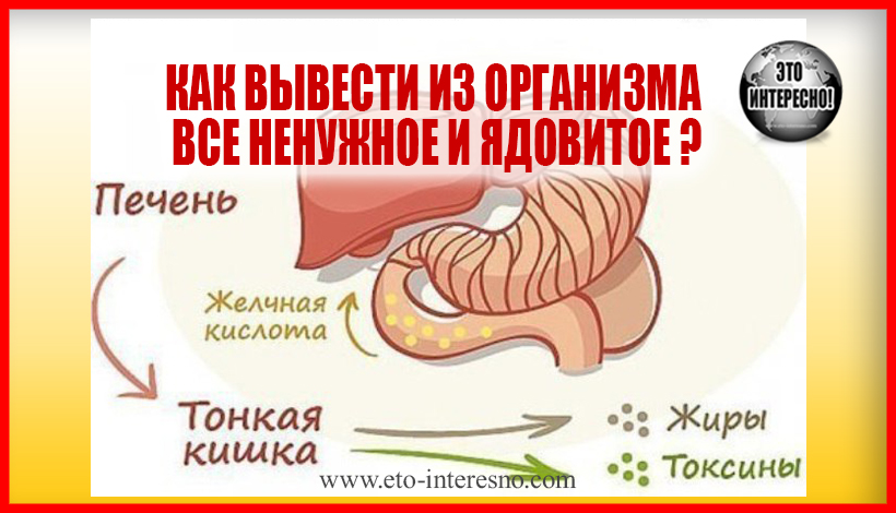 КАК ВЫВЕСТИ ИЗ ОРГАНИЗМА ВСЕ НЕНУЖНОЕ И ЯДОВИТОЕ ?