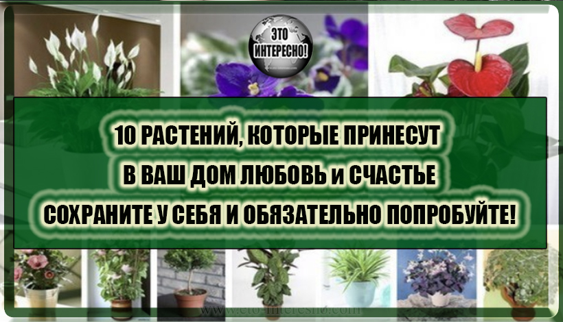 10 РАСТЕНИЙ, КОТОРЫЕ ПРИНЕСУТ В ВАШ ДОМ ЛЮБОВЬ И СЧАСТЬЕ!