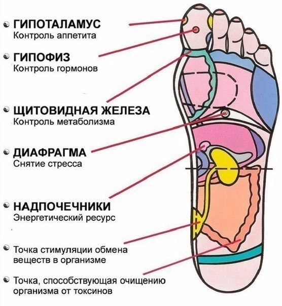 7 АКТИВНЫХ ТОЧЕК НА СТОПЕ ВЕРНУТ ТЕБЯ К ЖИЗНИ ЗА ПАРУ МИНУТ