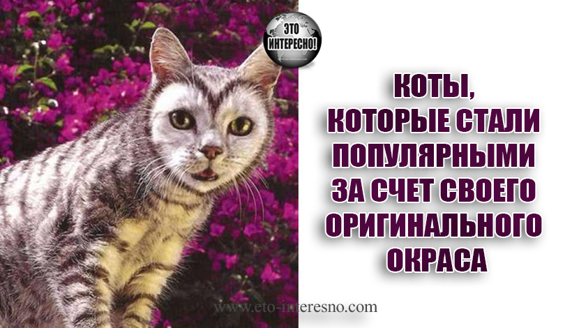 КОТЫ, КОТОРЫЕ СТАЛИ ПОПУЛЯРНЫМИ ЗА СЧЕТ СВОЕГО ОРИГИНАЛЬНОГО ОКРАСА