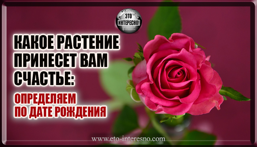 КАКОЕ РАСТЕНИЕ ПРИНЕСЕТ ВАМ СЧАСТЬЕ: ОПРЕДЕЛЯЕМ ПО ДАТЕ РОЖДЕНИЯ