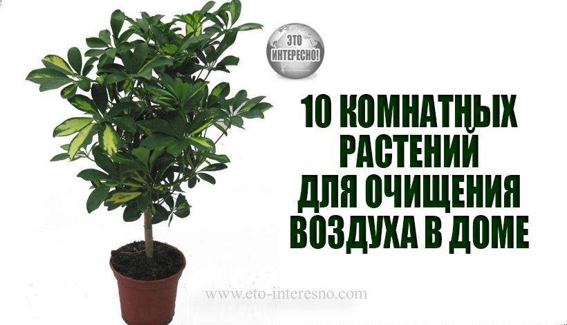 10 КОМНАТНЫХ РАСТЕНИЙ ДЛЯ ОЧИЩЕНИЯ ВОЗДУХА В ДОМЕ