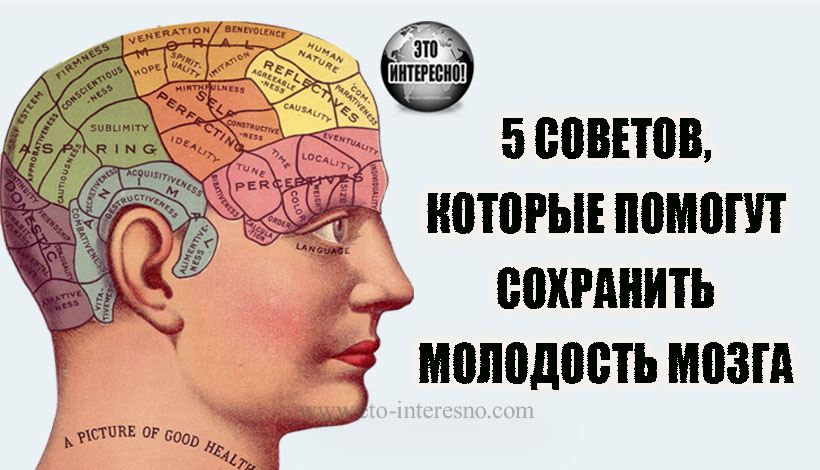 5 СОВЕТОВ, КОТОРЫЕ ПОМОГУТ СОХРАНИТЬ МОЛОДОСТЬ МОЗГА