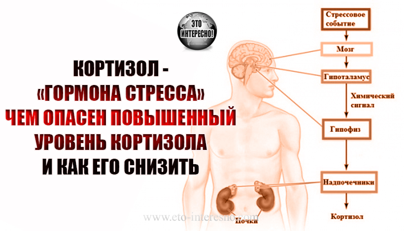 КОРТИЗОЛ - «ГОРМОНА СТРЕССА». ЧЕМ ОПАСЕН ПОВЫШЕННЫЙ УРОВЕНЬ КОРТИЗОЛА И КАК ЕГО СНИЗИТЬ