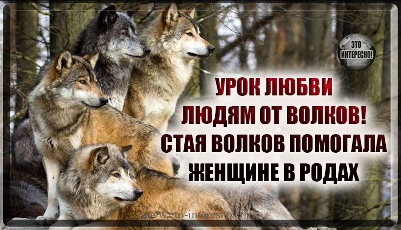 СТАЯ ВОЛКОВ ПОМОГАЛА ЖЕНЩИНЕ В РОДАХ. РЕАЛЬНАЯ ИСТОРИЯ. УРОК ЛЮБВИ ЛЮДЯМ ОТ ВОЛКОВ