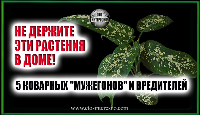 НЕ ДЕРЖИТЕ ЭТИ РАСТЕНИЯ В ДОМЕ: 5 КОВАРНЫХ "МУЖЕГОНОВ" И ВРЕДИТЕЛЕЙ