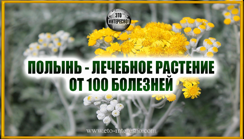 ПОЛЫНЬ ГОРЬКАЯ: УДИВИТЕЛЬНОЕ ЛЕЧЕБНОЕ РАСТЕНИЕ ОТ 100 БОЛЕЗНЕЙ