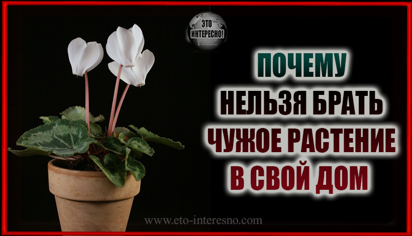 ЧУЖОЕ РАСТЕНИЕ НЕЛЬЗЯ БРАТЬ В СВОЙ ДОМ - ВОТ ПОЧЕМУ