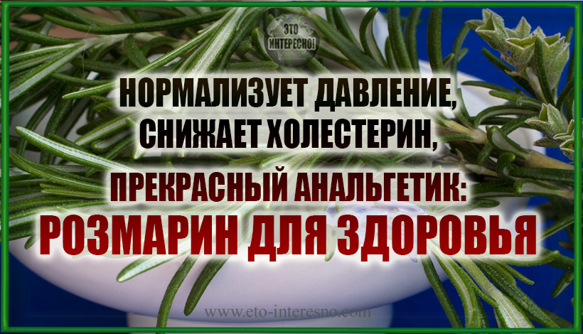 НОРМАЛИЗУЕТ ДАВЛЕНИЕ, СНИЖАЕТ ХОЛЕСТЕРИН, ПРЕКРАСНЫЙ АНАЛЬГЕТИК: РОЗМАРИН ДЛЯ ЗДОРОВЬЯ