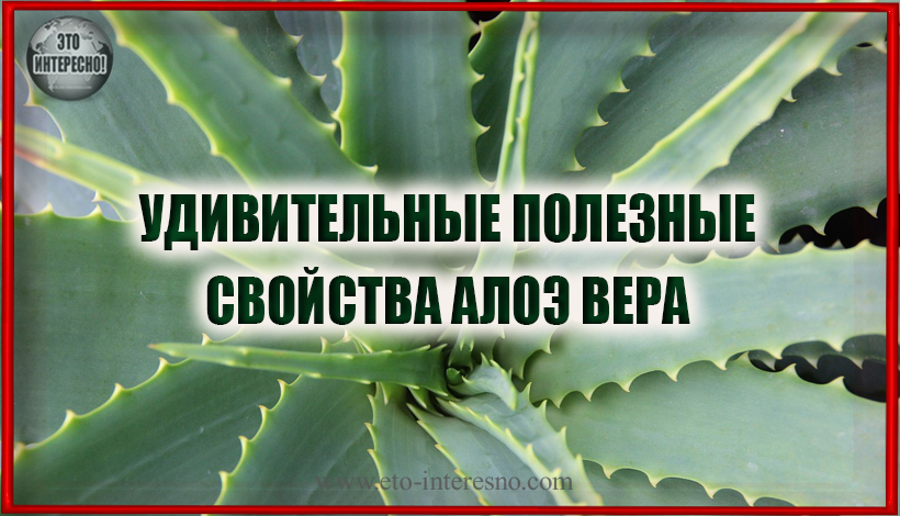 УЛУЧШАЕТ РАБОТУ СЕРДЦА, РЕГУЛИРУЕТ САХАР В КРОВИ: УДИВИТЕЛЬНЫЕ ПОЛЕЗНЫЕ СВОЙСТВА АЛОЭ ВЕРА