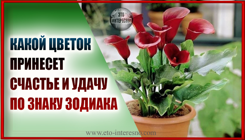 КАКОЙ ЦВЕТОК ПРИНЕСЕТ БЛАГОСОСТОЯНИЕ И УДАЧУ ОПРЕДЕЛЁННОМУ ЗНАКУ ЗОДИАКА