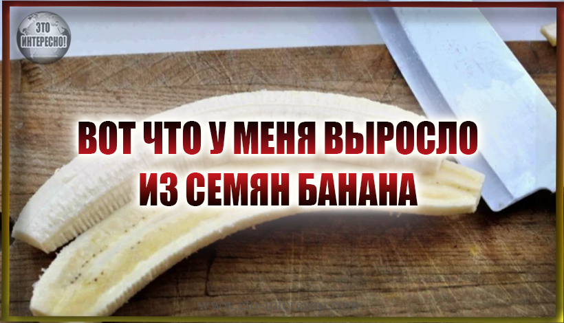 ГОД НАЗАД КУПИЛ БАНАНЫ, А ИХ СЕМЕНА РЕШИЛ ПОСАДИТЬ. ПОКАЗЫВАЮ, ЧТО У МЕНЯ ВЫРОСЛО