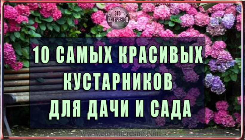 10 САМЫХ КРАСИВЫХ КУСТАРНИКОВ ДЛЯ ДАЧИ И САДА