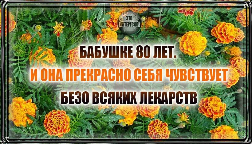 БАБУШКЕ 80 ЛЕТ. И ОНА ПРЕКРАСНО СЕБЯ ЧУВСТВУЕТ БЕЗО ВСЯКИХ ЛЕКАРСТВ. А ВСЕ БЛАГОДАРЯ БАРХАТЦАМ