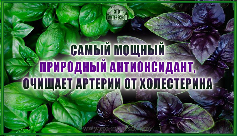 САМЫЙ МОЩНЫЙ ПРИРОДНЫЙ АНТИОКСИДАНТ. ОЧИЩАЕТ АРТЕРИИ ОТ ХОЛЕСТЕРИНА