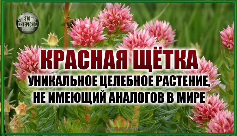 КРАСНАЯ ЩЁТКА -  УНИКАЛЬНОЕ ЦЕЛЕБНОЕ РАСТЕНИЕ, НЕ ИМЕЮЩИЙ АНАЛОГОВ В МИРЕ