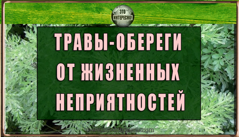 ТРАВЫ-ОБЕРЕГИ ОТ ЖИЗНЕННЫХ НЕПРИЯТНОСТЕЙ