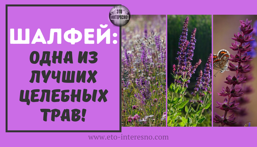 ЦИСТИТ, КОЛИТ, АНГИНА, УСТАЛОСТЬ - ЧТО ЕЩЁ ЛЕЧИТ ОДНА ИЗ ЛУЧШИХ ЦЕЛЕБНЫХ ТРАВ - ШАЛФЕЙ