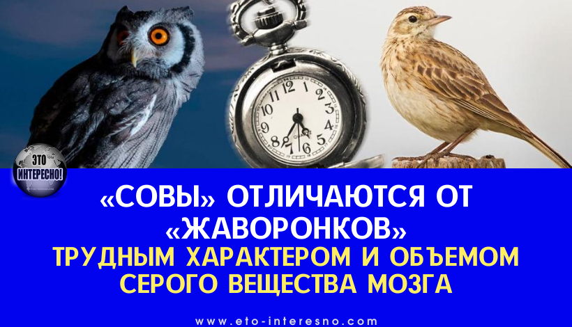 «СОВЫ» ОТЛИЧАЮТСЯ ОТ «ЖАВОРОНКОВ» НЕ ТОЛЬКО ТРУДНЫМ ХАРАКТЕРОМ, НО И ОБЪЕМОМ СЕРОГО ВЕЩЕСТВА МОЗГА