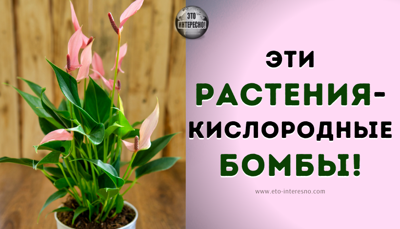 ЭТИ РАСТЕНИЯ – КИСЛОРОДНЫЕ БОМБЫ! 6 ЛУЧШИХ РАСТЕНИЙ, КОТОРЫЕ ВЫ ДОЛЖНЫ БЫТЬ В ВАШЕМ ДОМЕ