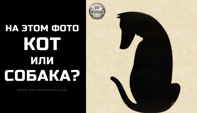 МГНОВЕННЫЙ ТЕСТ: НА ЭТОМ ФОТО КОТ ИЛИ СОБАКА?