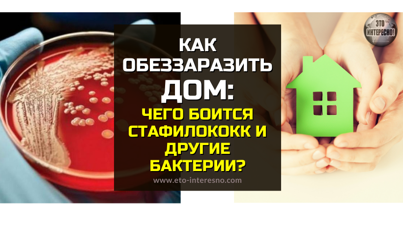 КАК ОБЕЗЗАРАЗИТЬ ДОМ: ЧЕГО БОИТСЯ СТАФИЛОКОКК И ДРУГИЕ БАКТЕРИИ?