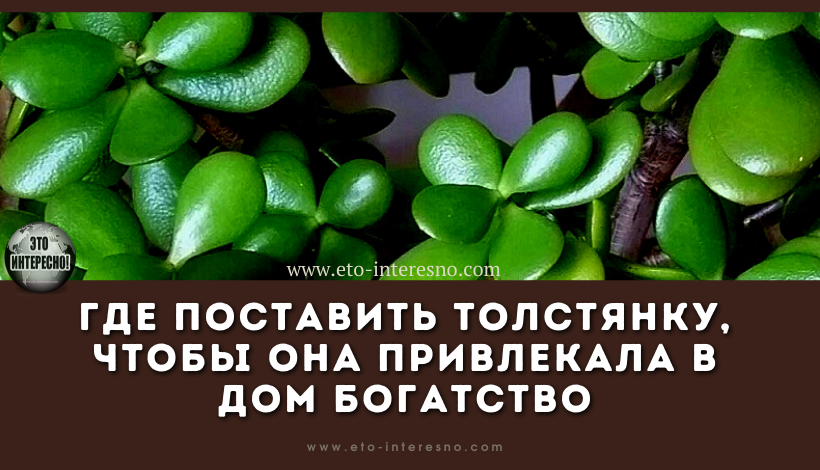 ГДЕ ПОСТАВИТЬ ТОЛСТЯНКУ, ЧТОБЫ ОНА ПРИВЛЕКАЛА В ДОМ БОГАТСТВО