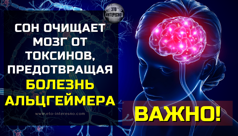 СОН ОЧИЩАЕТ МОЗГ ОТ ТОКСИНОВ, ПРЕДОТВРАЩАЯ БОЛЕЗНЬ АЛЬЦГЕЙМЕРА