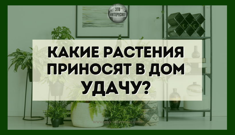 КАКИЕ РАСТЕНИЯ ПРИНОСЯТ В ДОМ УДАЧУ?