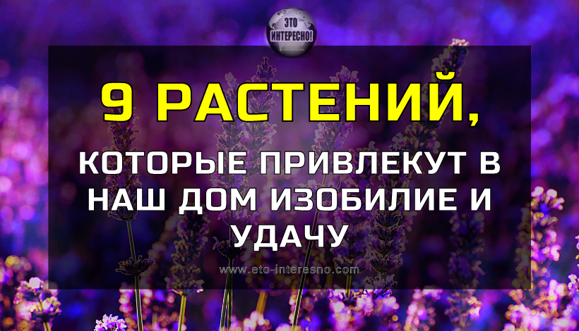 ВОТ КАКИЕ РАСТЕНИЯ ПРИВЛЕКУТ В ВАШ ДОМ ИЗОБИЛИЕ И ПОЛОЖИТЕЛЬНУЮ ЭНЕРГИЮ