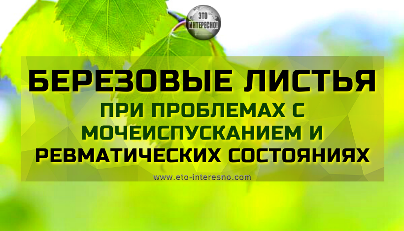 БЕРЕЗОВЫЕ ЛИСТЬЯ ПРИ ПРОБЛЕМАХ С МОЧЕИСПУСКАНИЕМ И РЕВМАТИЧЕСКИХ СОСТОЯНИЯХ