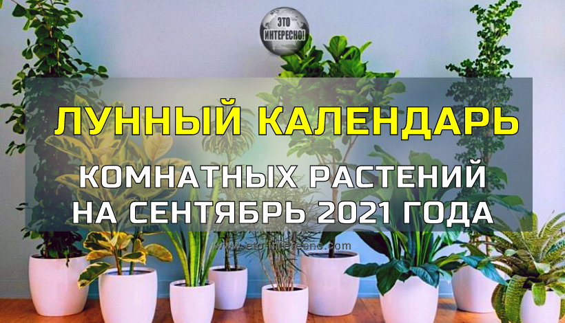 ЛУННЫЙ КАЛЕНДАРЬ КОМНАТНЫХ РАСТЕНИЙ НА СЕНТЯБРЬ 2021 ГОДА