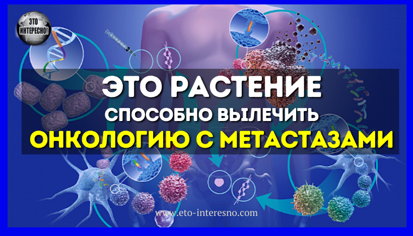 ВОТ КАКОЕ ВСЕМ ЗНАКОМОЕ РАСТЕНИЕ СПОСОБНО ВЫЛЕЧИТЬ ОНКОЛОГИЮ С МЕТАСТАЗАМИ