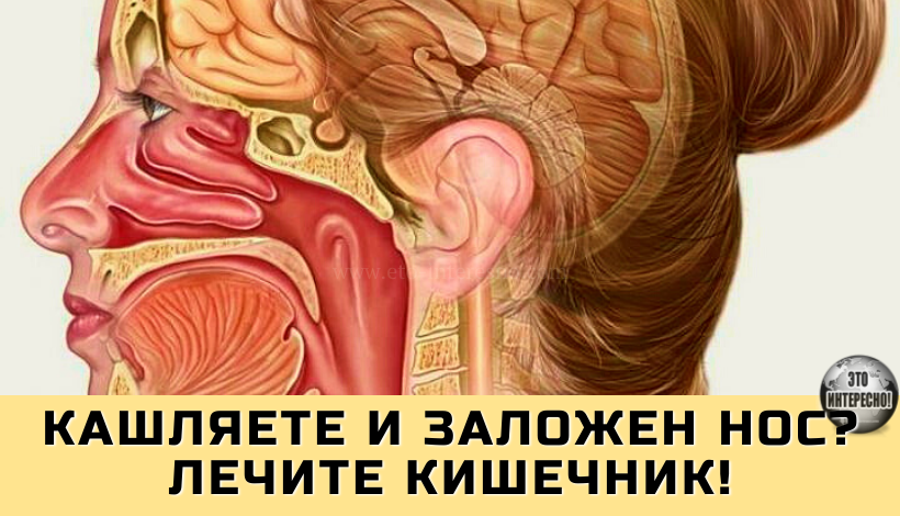 КАШЛЯЕТЕ И ЗАЛОЖЕН НОС? ЛЕЧИТЕ КИШЕЧНИК!