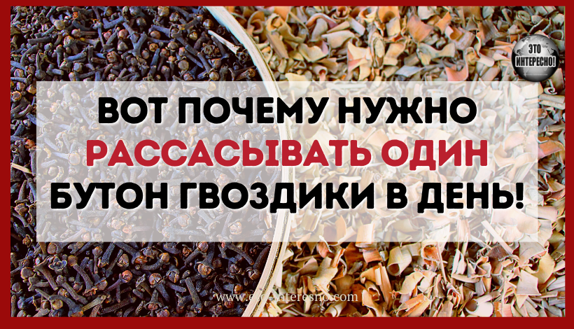 ВОТ ПОЧЕМУ НУЖНО РАССАСЫВАТЬ ОДИН БУТОН ГВОЗДИКИ В ДЕНЬ - СПЕЦИАЛИСТ МЕНЯ НАУЧИЛ, ДЕЛЮСЬ РЕЗУЛЬТАТАМИ