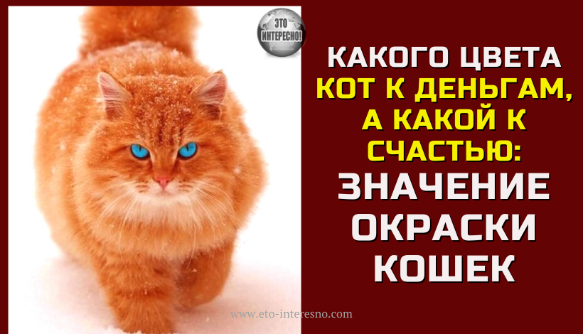 КАКОГО ЦВЕТА КОТ К ДЕНЬГАМ, А КАКОЙ К СЧАСТЬЮ: ЗНАЧЕНИЕ ОКРАСКИ КОШЕК