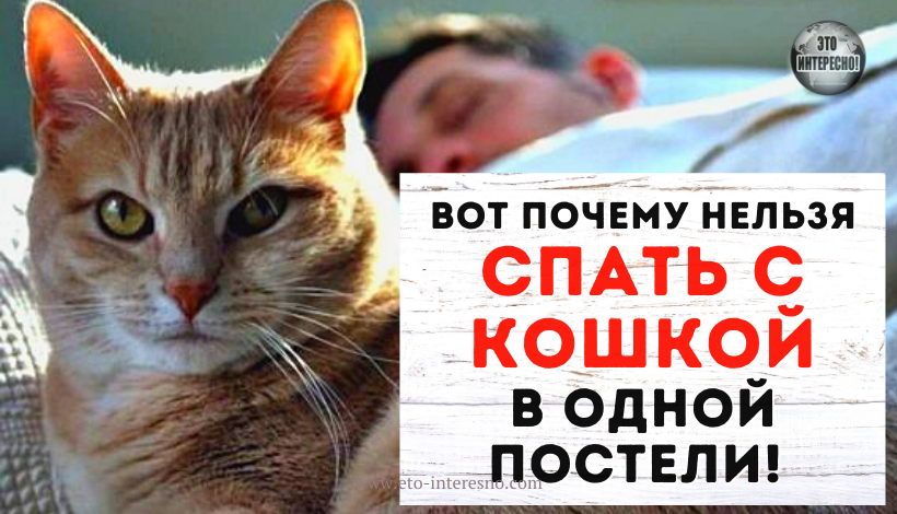 ВОТ ПОЧЕМУ НЕЛЬЗЯ СПАТЬ С КОШКОЙ В ОДНОЙ ПОСТЕЛИ! ДАЖЕ ЕСЛИ ОНА ЧИСТОПЛОТНАЯ, ДОМАШНЯЯ И ЗДОРОВАЯ