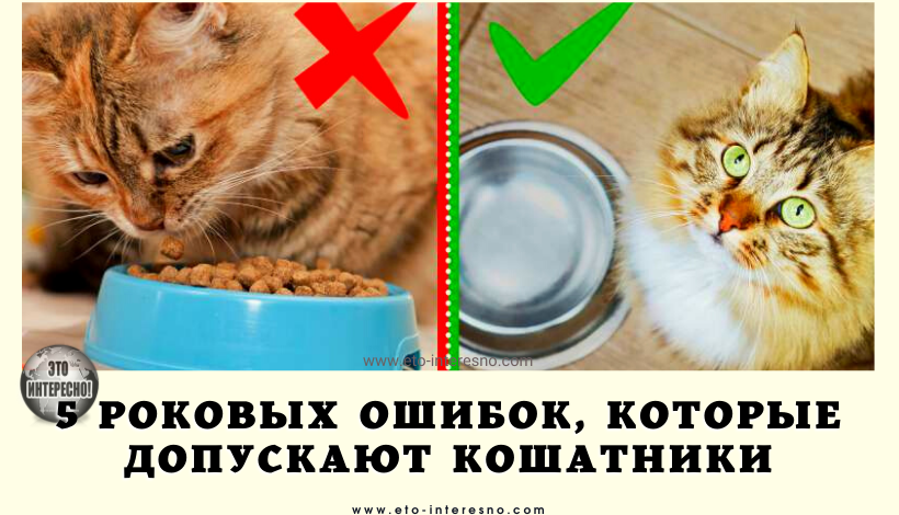 НЕ НАДО ТАК! 5 РОКОВЫХ ОШИБОК, КОТОРЫЕ ДОПУСКАЮТ КОШАТНИКИ