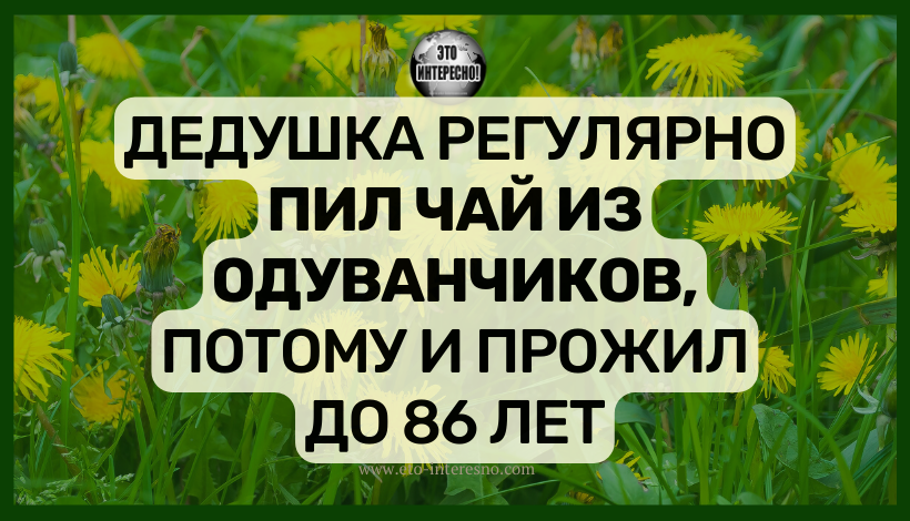 ДЕДУШКА РЕГУЛЯРНО ПИЛ ЧАЙ ИЗ ОДУВАНЧИКОВ, ПОТОМУ И ПРОЖИЛ ДО 86 ЛЕТ