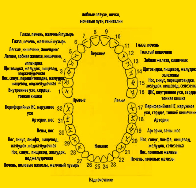 ВОТ КАК КАЖДЫЙ ЗУБ СВЯЗАН С ОРГАНОМ В ТЕЛЕ: БОЛЬ В ЛЮБОМ МОЖЕТ ПРЕДСКАЗАТЬ ПРОБЛЕМЫ В БУДУЩЕМ