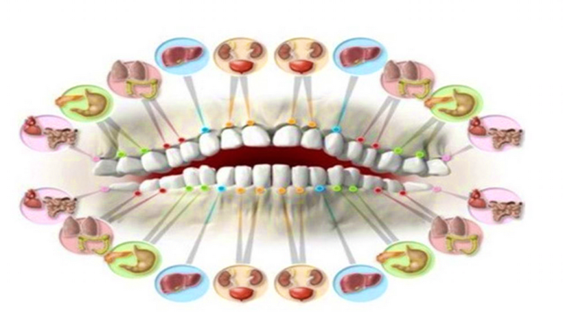 ВОТ КАК КАЖДЫЙ ЗУБ СВЯЗАН С ОРГАНОМ В ТЕЛЕ: БОЛЬ В ЛЮБОМ МОЖЕТ ПРЕДСКАЗАТЬ ПРОБЛЕМЫ В БУДУЩЕМ